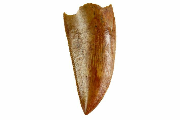 Serrated, Raptor Tooth - Real Dinosaur Tooth #144644